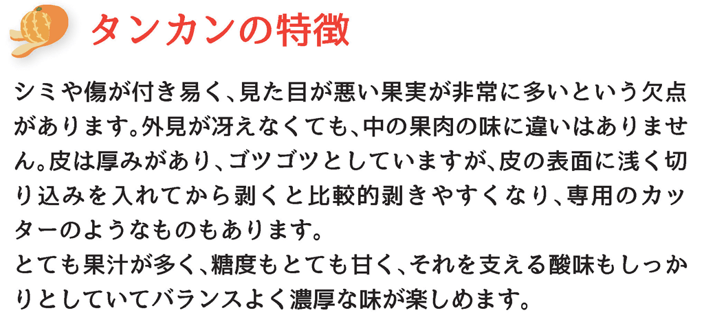 タンカンの特徴
シミや傷が付き易く、見た目が悪い果実が非常に多いという欠点
があります。外見が冴えなくても、中の果肉の味に違いはありません。皮は厚みがあり、ゴツゴツとしていますが、皮の表面に浅く切り込みを入れてから剥くと比較的剥きやすくなり、専用のカッ
ターのようなものもあります。
とても果汁が多く、糖度もとても甘く、それを支える酸味もしっか
りとしていてバランスよく濃厚な味が楽しめます。